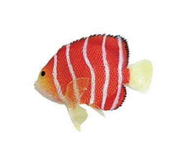 AQUATOP SD-AF01R Red Silicone Peppermint Angelfish Decor